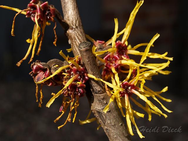 Hamamelis intermedia Darmstedt Gold.JPG